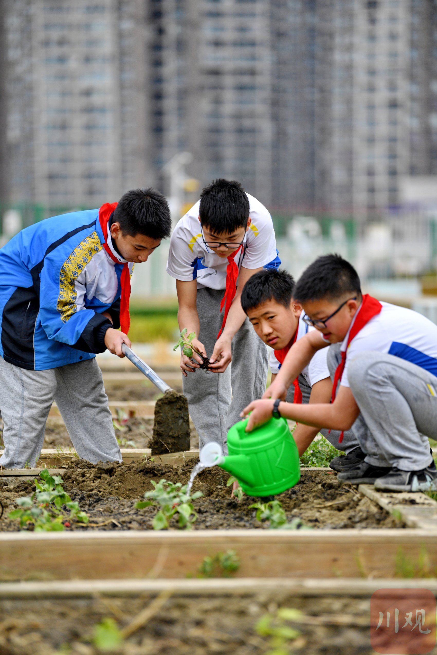 c视觉丨成都:校园教学楼顶"空中农田"迎来"春耕季"
