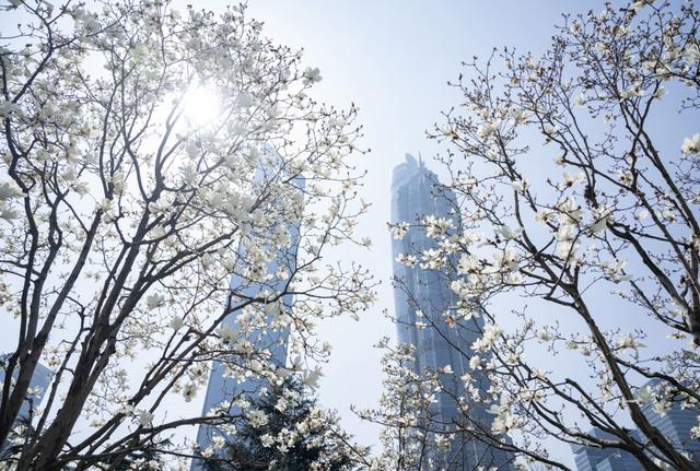 樱花霸屏当了30多年市花白玉兰想逆袭