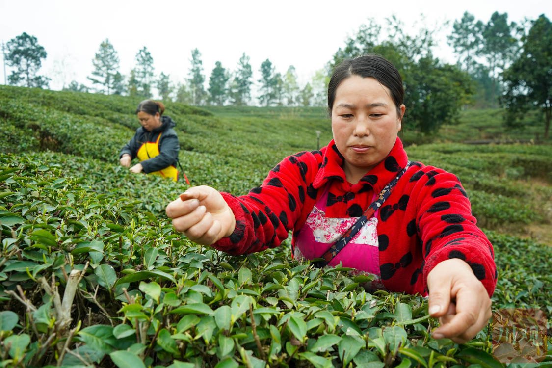 市州观察丨遂宁蓬溪县:以"小茶叶"写好强村富民"大文章"|遂宁市_新浪