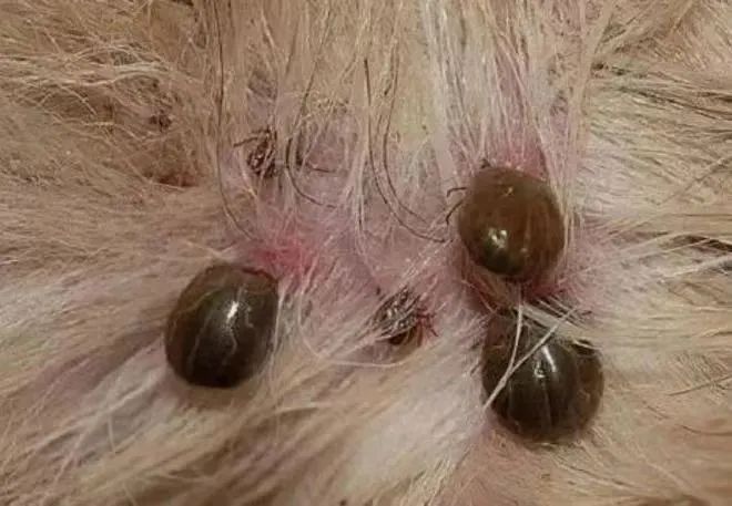 如何识别蜱虫?1我们应该如何做好防范?目前