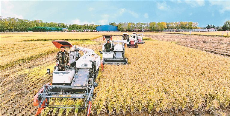 2023年桦川县玉成现代农机专业合作社水稻收获现场.