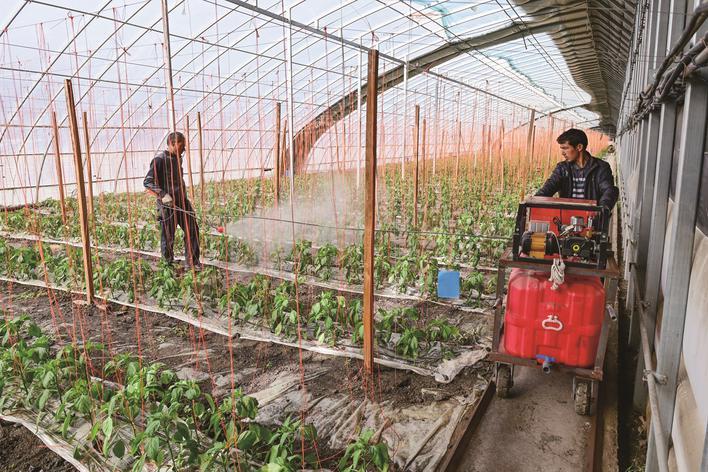 在新疆阿克苏市阿依库勒镇蔬菜基地,种植户在大棚内喷洒农药(3月24日