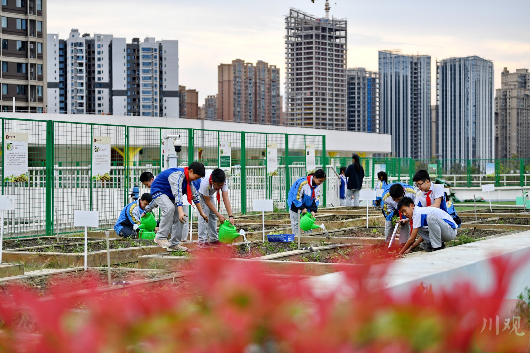 c视觉丨成都:校园教学楼顶"空中农田"迎来"春耕季"