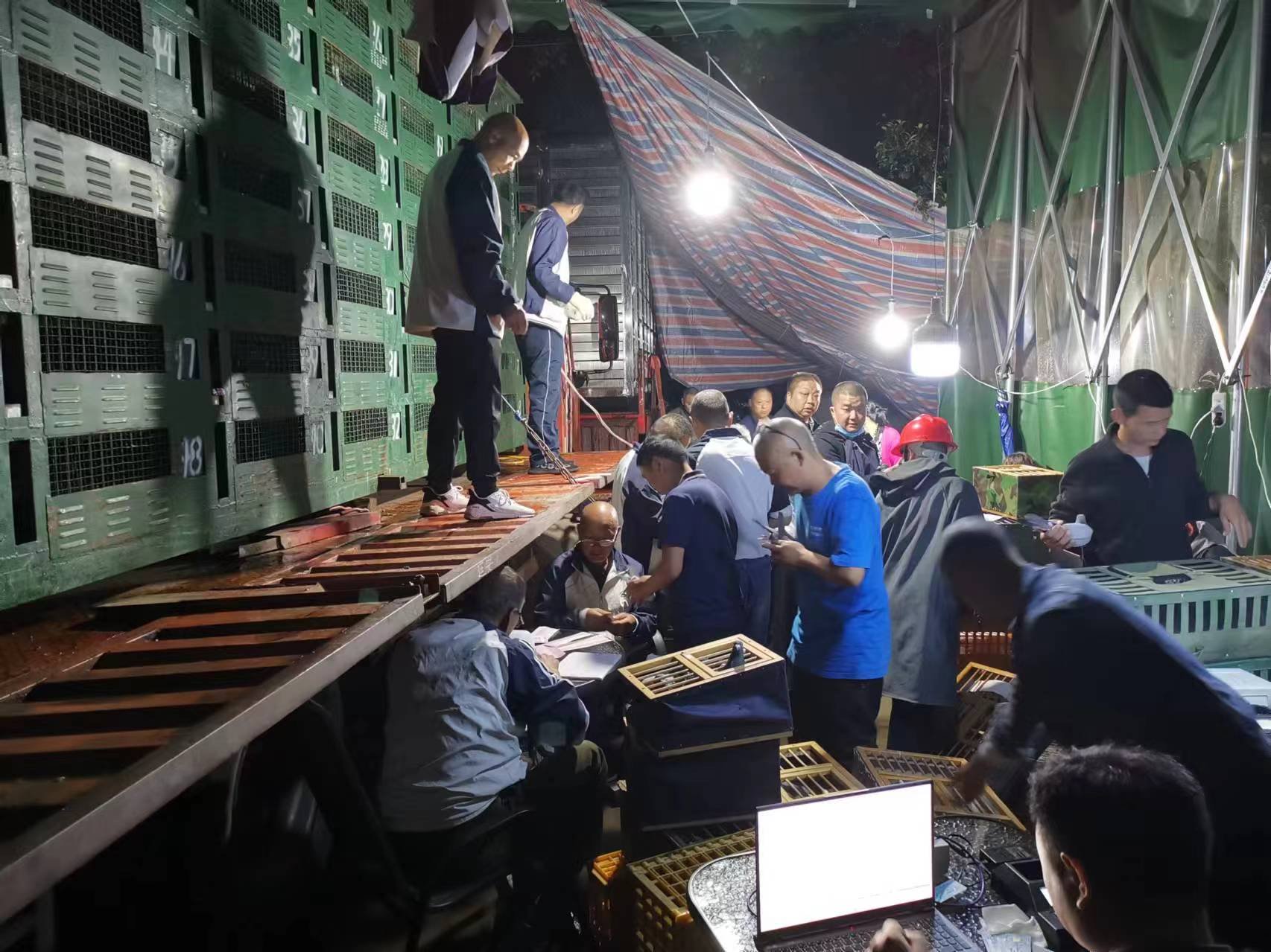 地磁暴来了,成都近6000羽信鸽比赛时短暂"找不到北"|成都市|陈帅|磁场