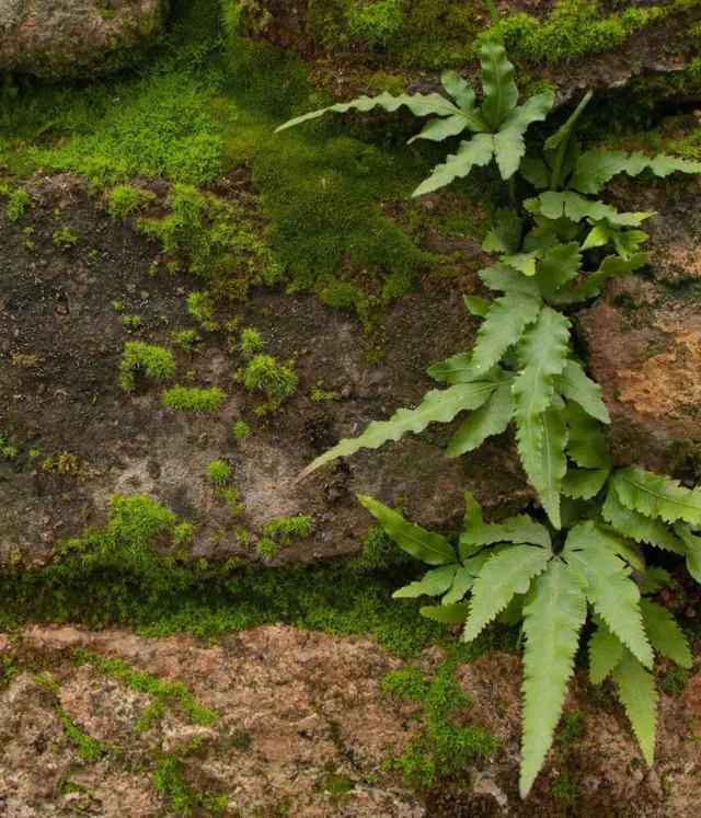 来奉城镇这个村,寻找春日踪迹～_新浪财经_新浪网