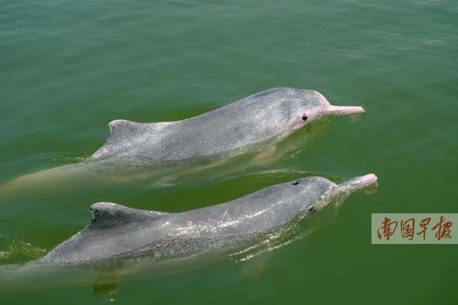 钦州三娘湾中华白海豚.