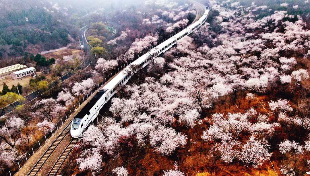 春到居庸关|花海_新浪财经_新浪网