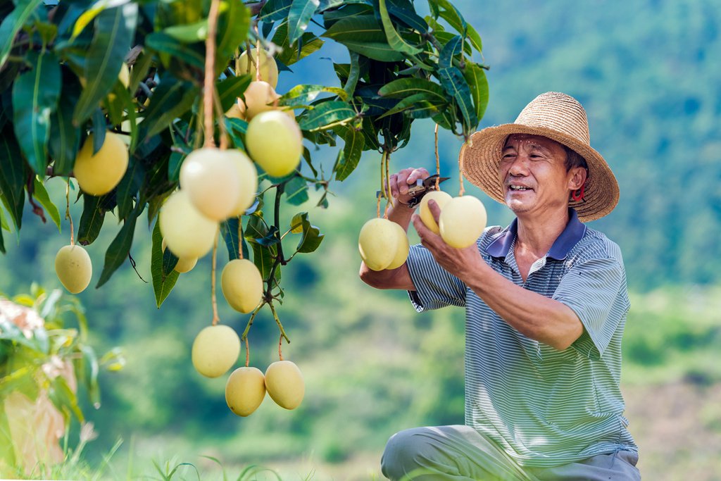 攀枝花果农采摘凯特芒果 刘家成 摄