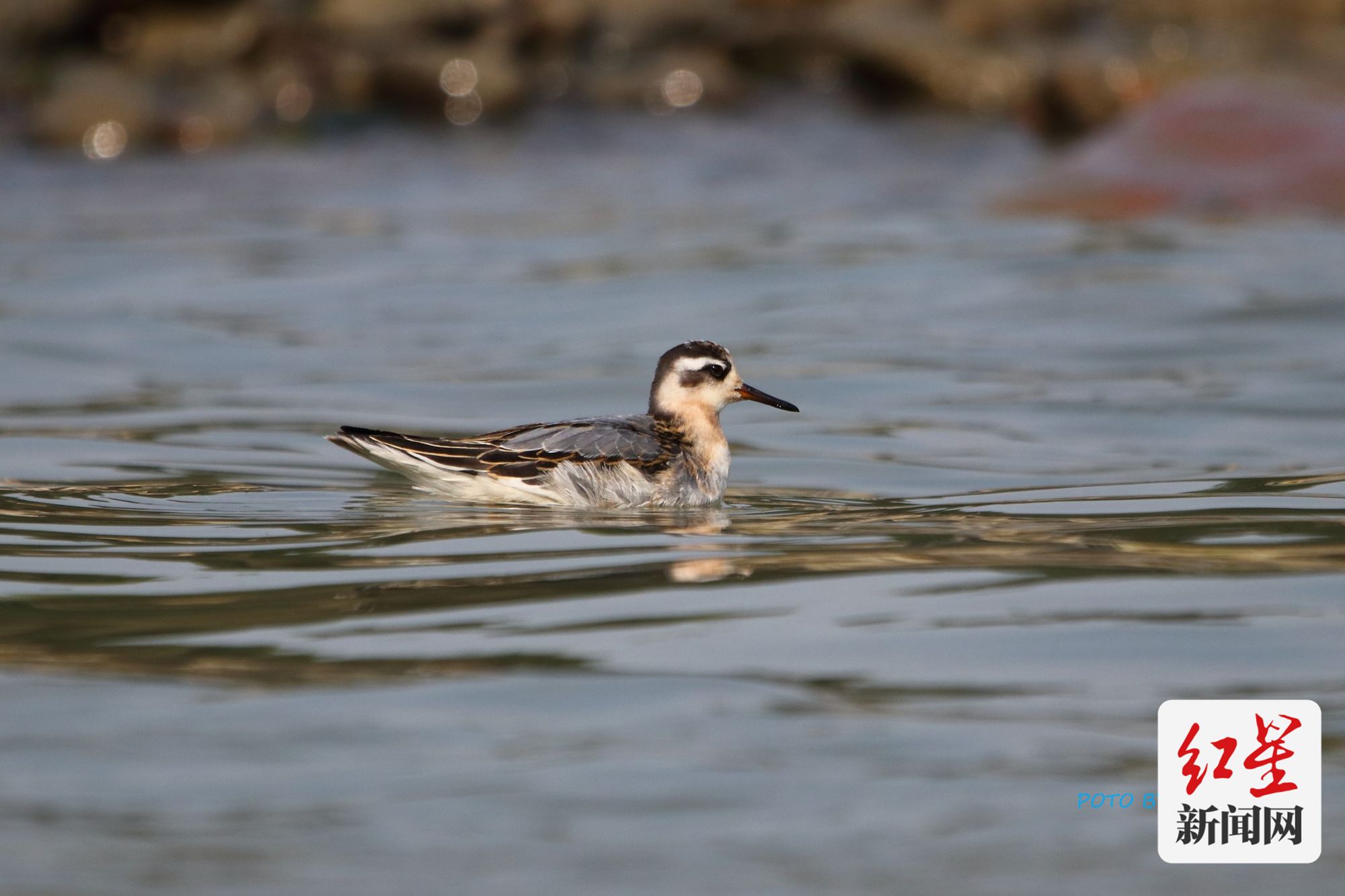 "爱鸟周"启幕 成都境内分布鸟类577种新增鸟类记录11