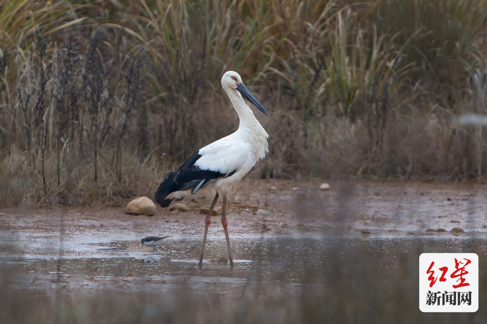 "爱鸟周"启幕 成都境内分布鸟类577种新增鸟类记录11
