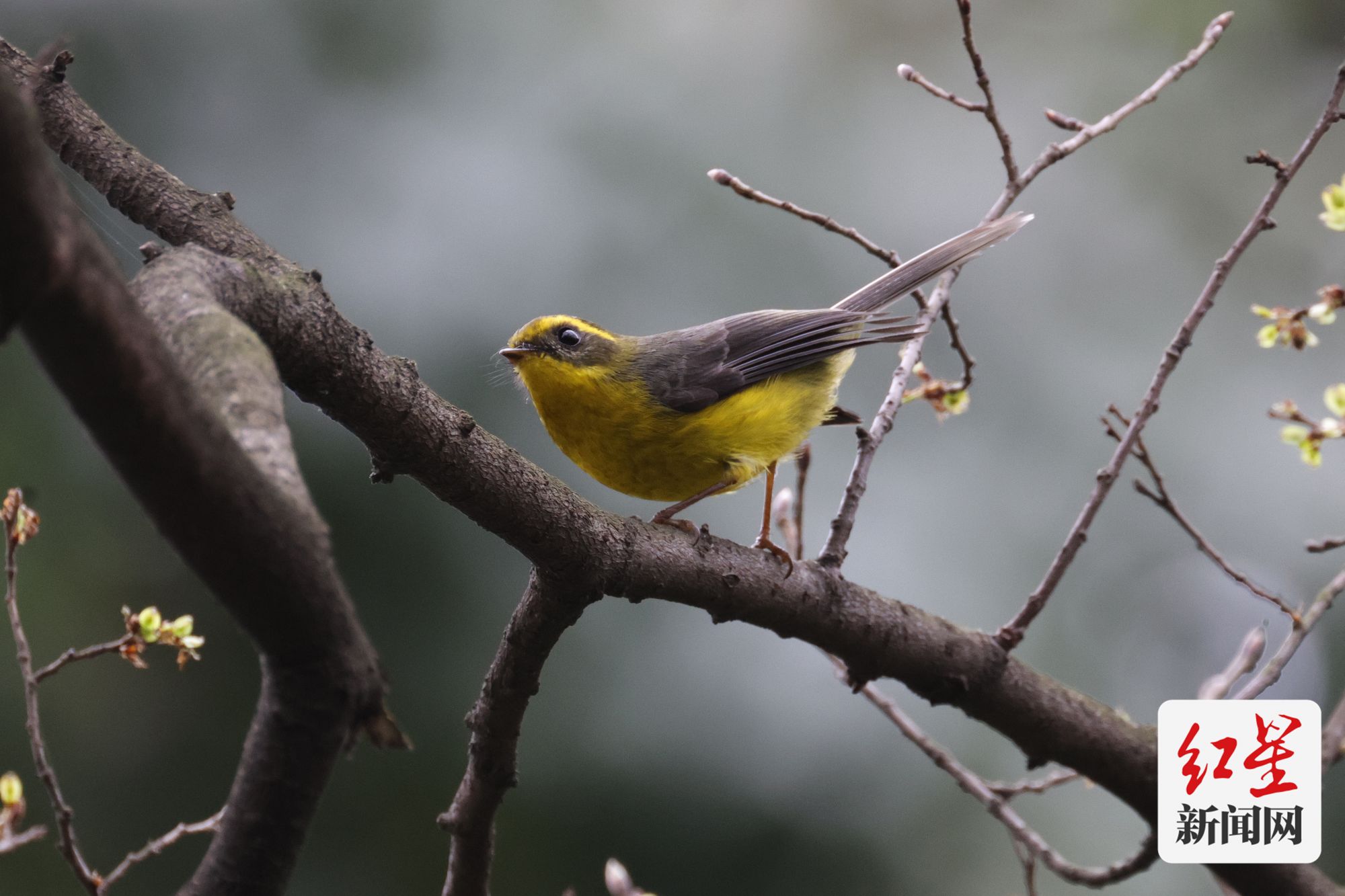 "爱鸟周"启幕 成都境内分布鸟类577种新增鸟类记录11