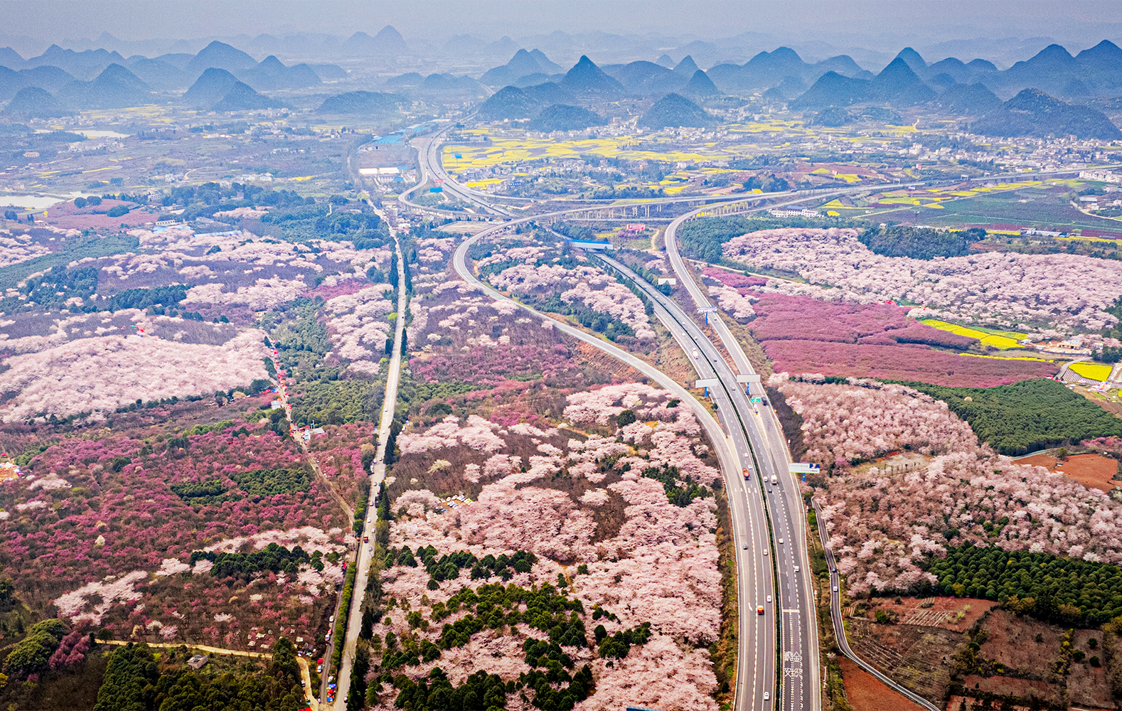 贵州清镇:樱花盛开赏樱经济热潮涌