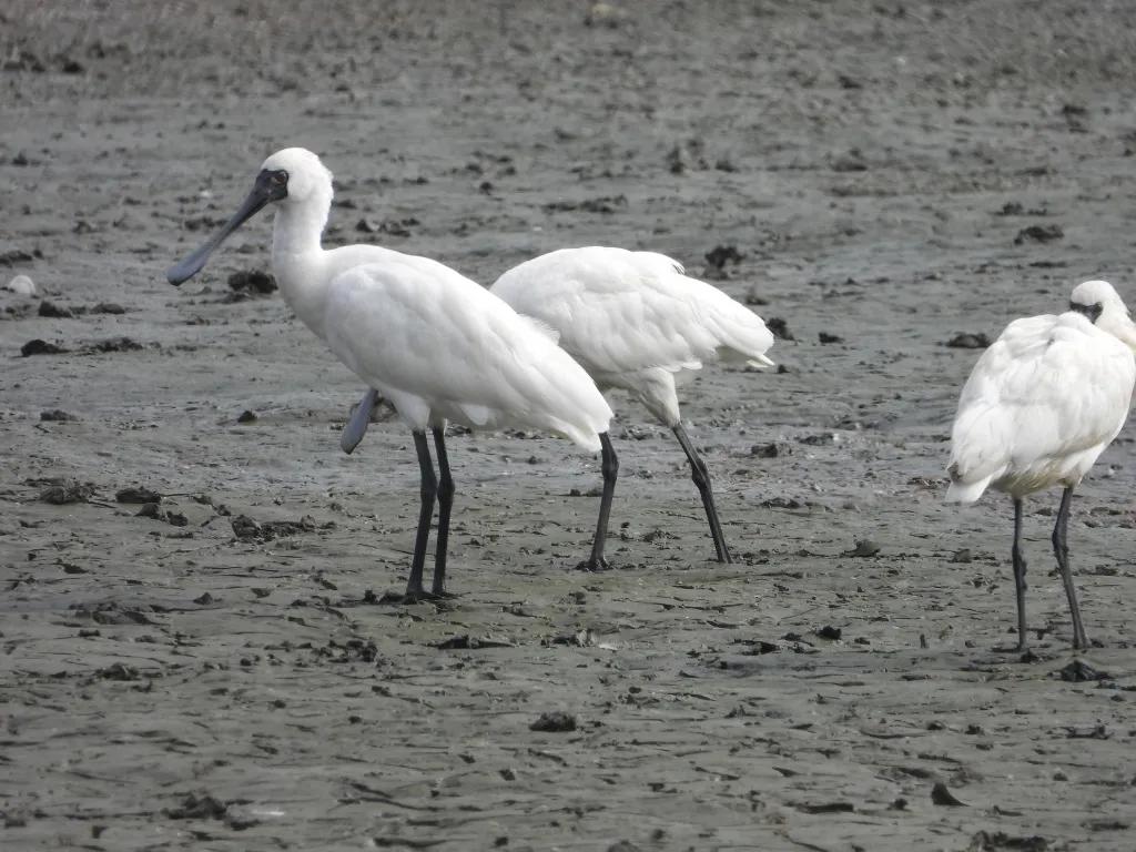 特区报白眉鸭,赤颈鸭等候鸟黑尾塍鹬,红脚鹬,反嘴鹬黑脸琵鹭,白琵鹭