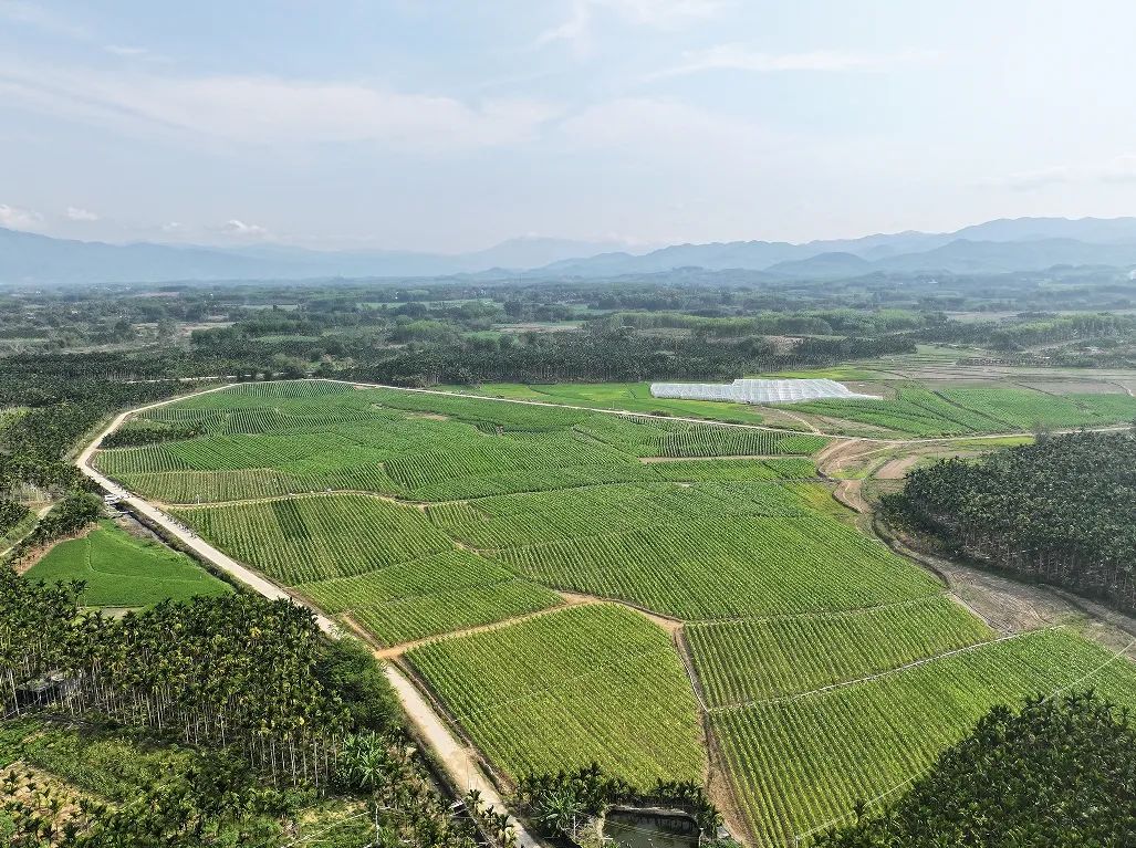 乐东种植雪茄烟叶助力乡村振兴