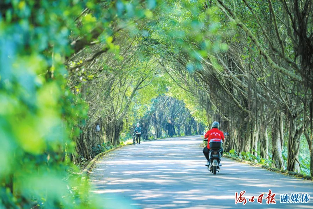 　　近期，南渡江畔的林荫道被网友赞为绝美“森林隧道”，吸引不少市民游客前来骑行散步，拍照打卡。海口日报融媒体记者 苏弼坤 摄