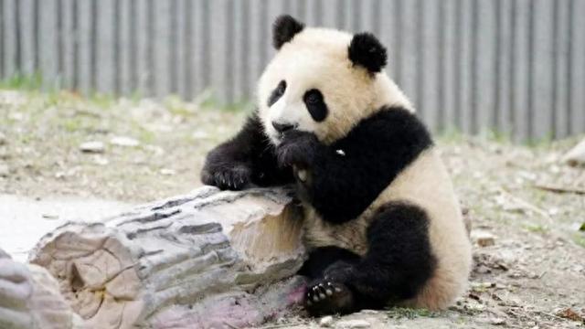 痛心大熊猫青糍因患罕见肠梗阻并发肠套叠死亡