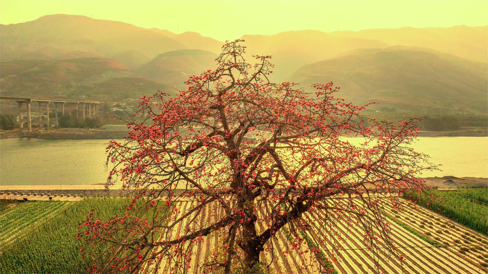 市州观察丨攀枝花:借古树保护,推进生态资源向旅游资源转化