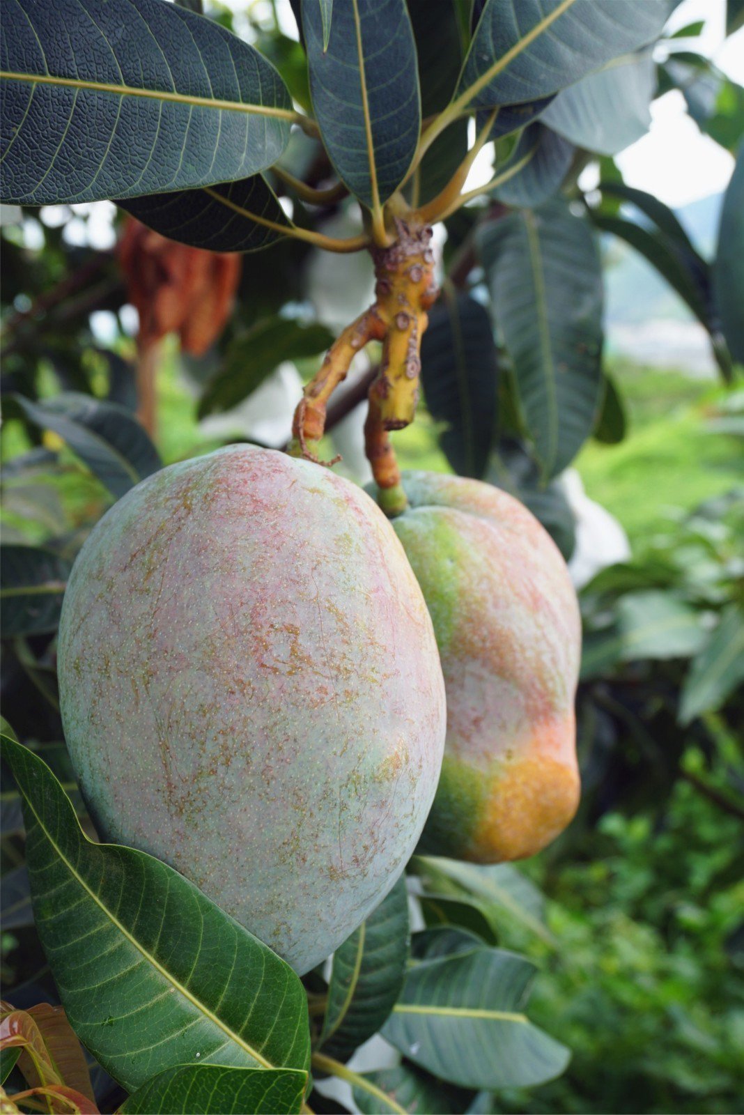 市州观察丨打好"攀果"保卫战,攀枝花构建品牌保护大监管体系