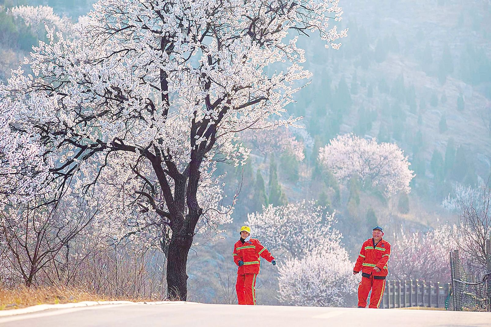 每年春天,位于安徽省宣城市的国家4a级旅游景区敬亭山上,几千株李花