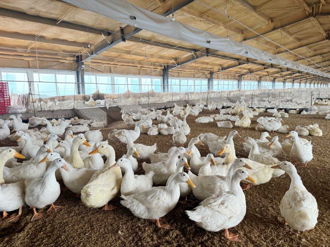 新疆托里县全链条培育特色产业