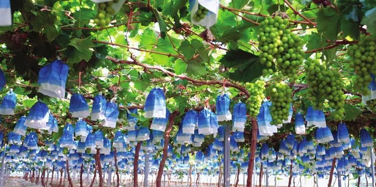 红古区蔬菜种植面积已超10万亩