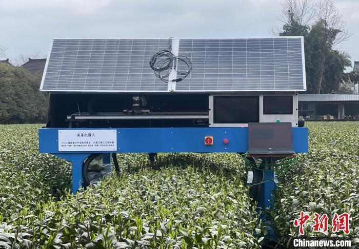 采茶机器人亮相.童笑雨摄