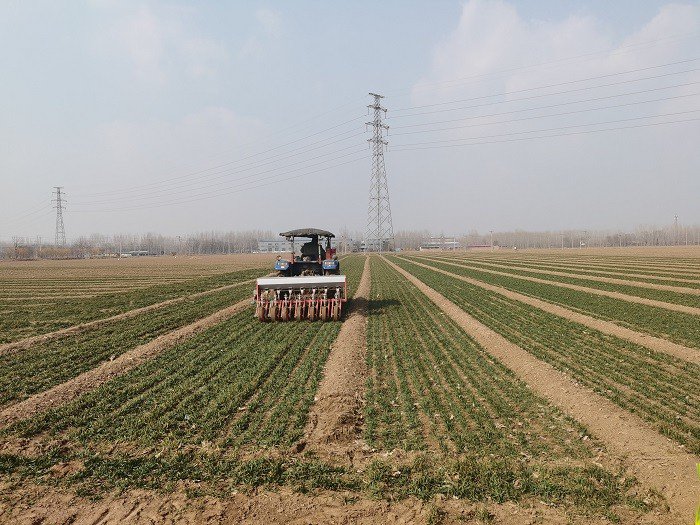 山东省平原县麦田追肥. (刘海军 摄)