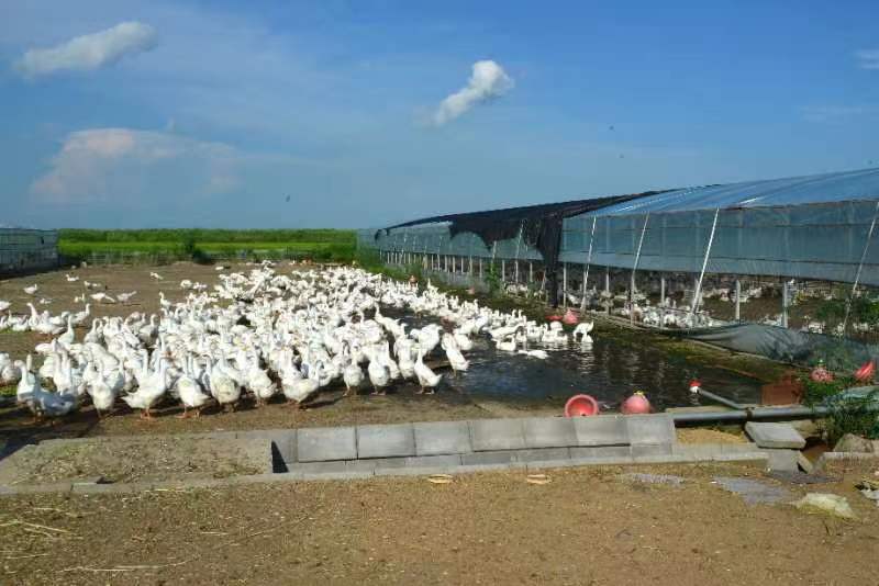 农业乡村部展开标准畜禽饲养用药专项整治举动