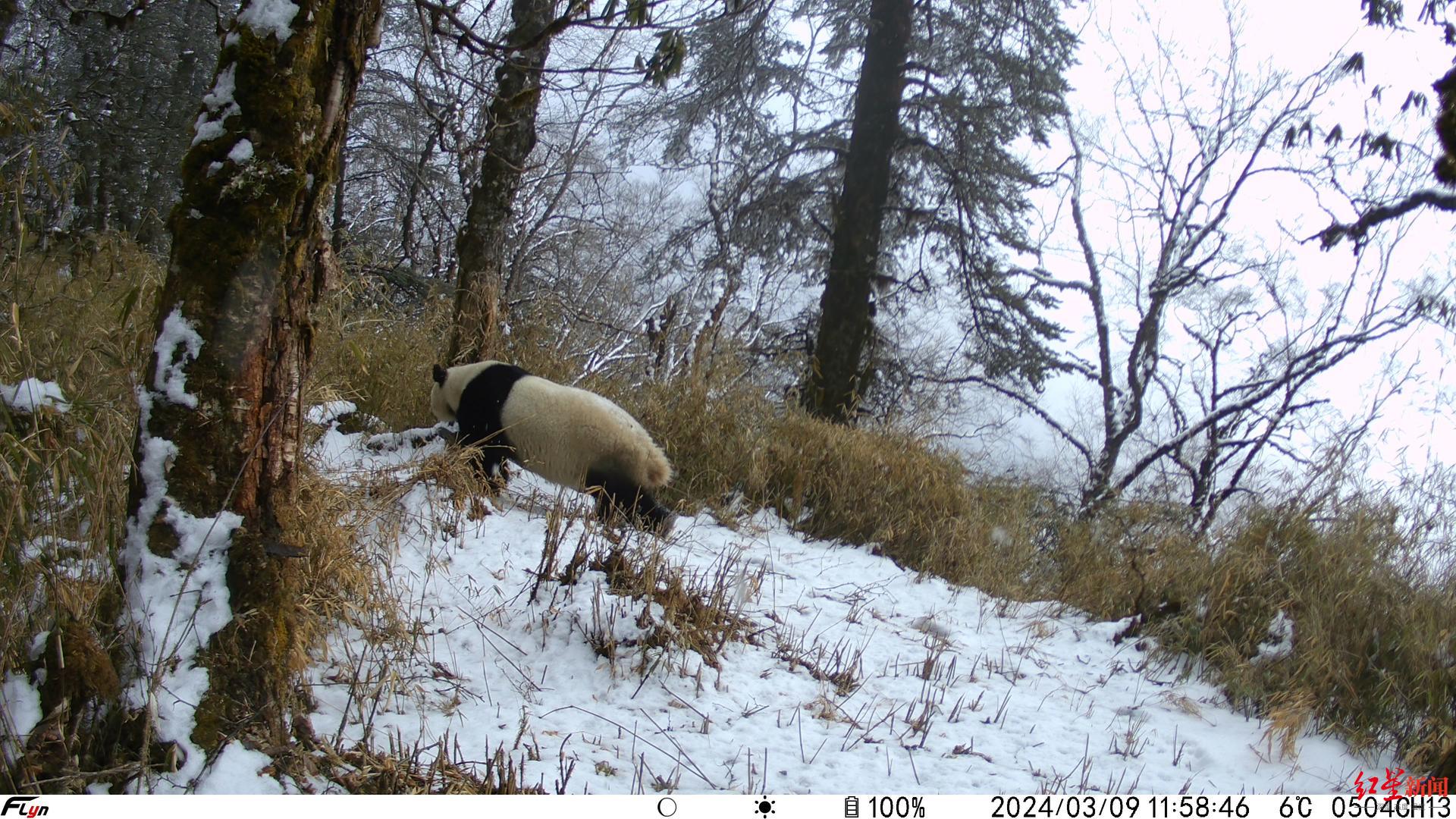 ▲红外相机拍摄到的野生大熊猫