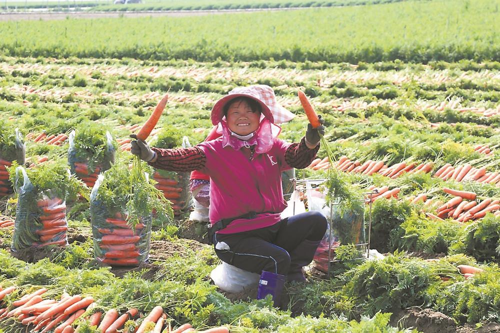 据了解,北岸经开区现有16个大型胡萝卜种植基地,亩产7~8吨,产值可达1.