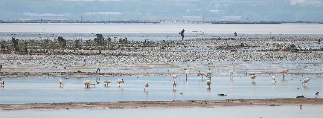 白眉鸭,赤颈鸭等候鸟黑尾塍鹬,红脚鹬,反嘴鹬黑脸琵鹭,白琵鹭,黑翅长