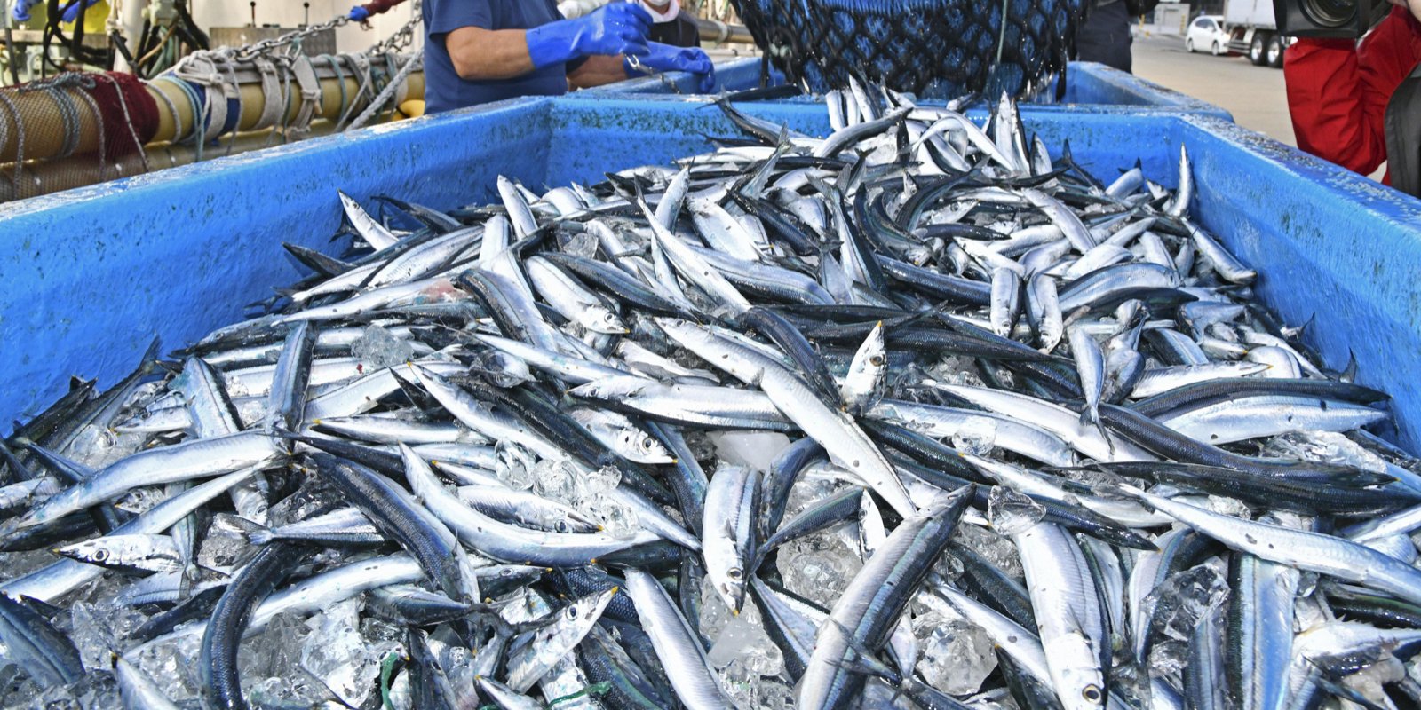 台湾查出日本秋刀鱼致癌物超标40倍_新浪财经_新浪网