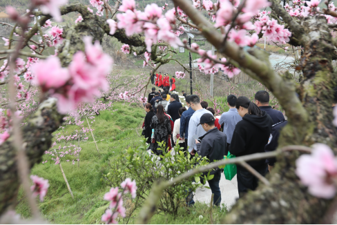 第三届宁德市古田县际面村桃花节举办|古田_新浪财经_新浪网