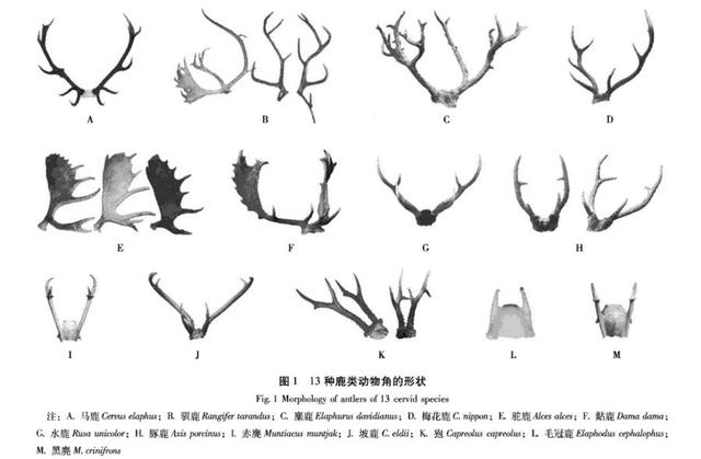 13种鹿类动物角的形状。第一排的C是麋鹿角，D是梅花鹿角。 图片来源：上海市林业总站