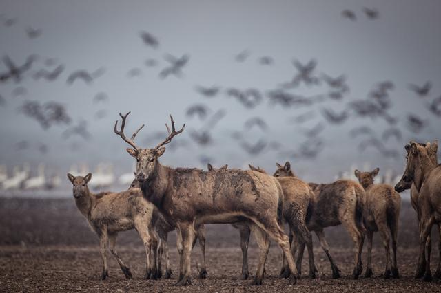 2023年12月27日，麋鹿在湖北石首麋鹿国家级自然保护区内活动。 图片来源：新华社