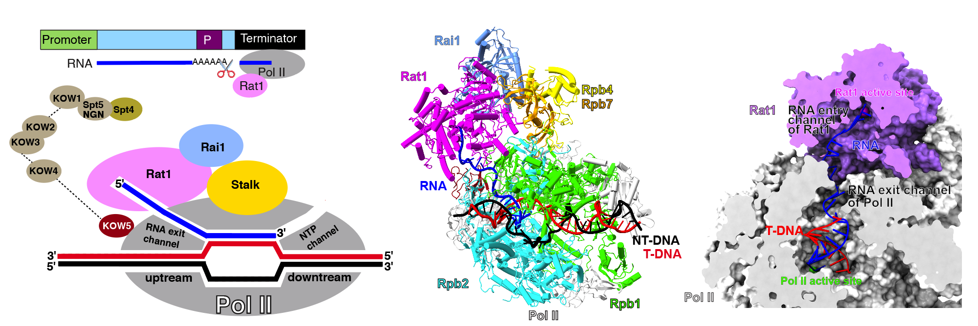 外切酶Rat1与Pol II形成的复合物结构（左模式图，中和右复合物结构图） 受访者供图