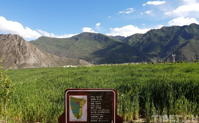 资料图：山南市加查县共康村种植的冬小麦摄影：王淑