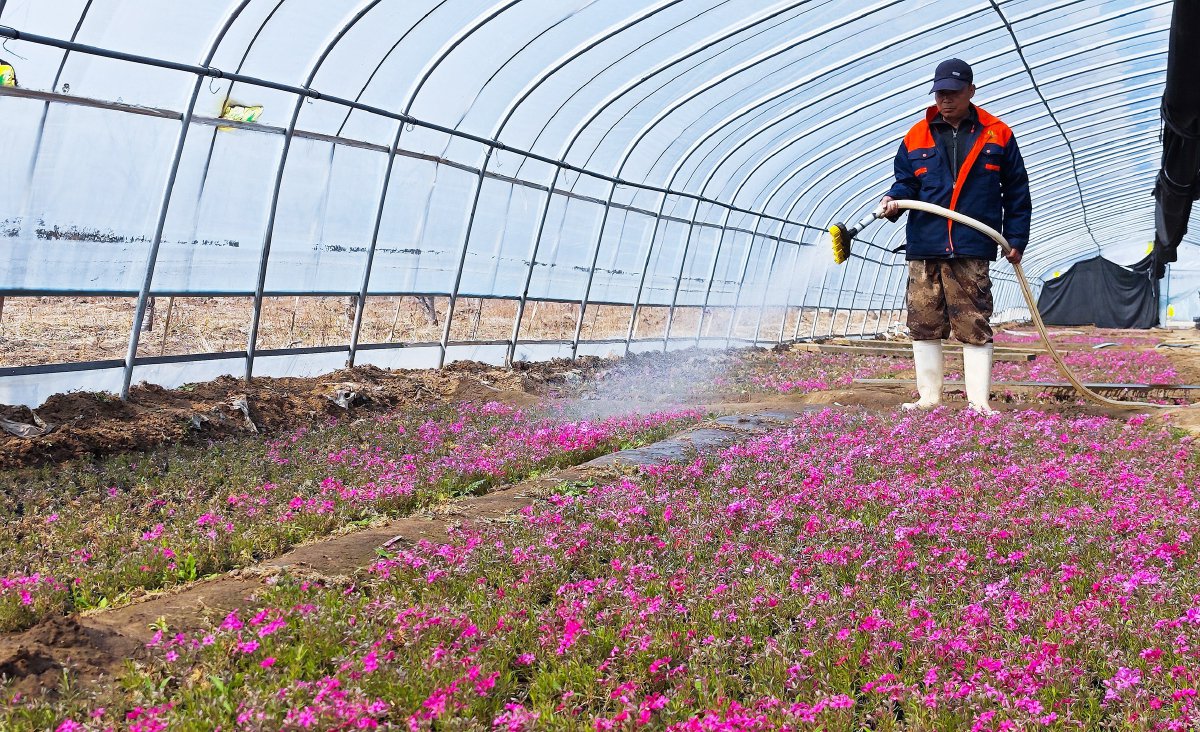 14万棵大棚鲜花俏争春|苗圃_新浪财经_新浪网