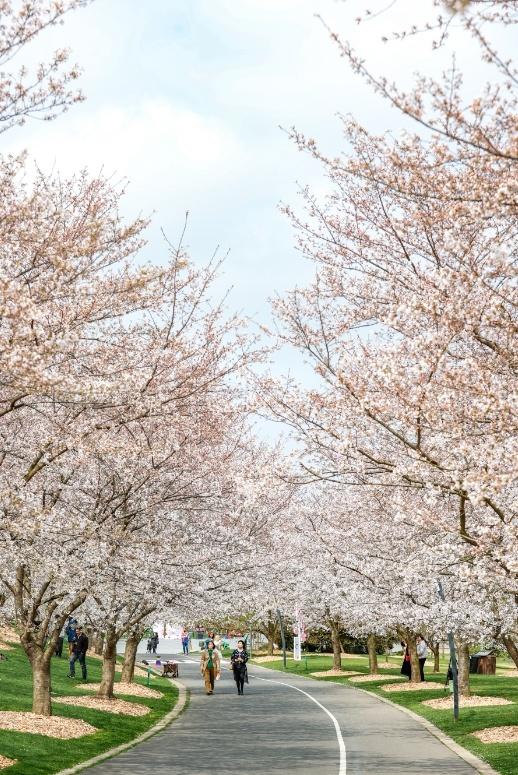 辰山植物园第一拨染井吉野樱来啦|花海_新浪财经_新浪网