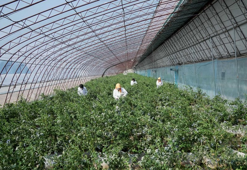 省卢龙县刘田各庄镇一家蓝莓种植合作社的社员在大棚内采摘有机蓝莓