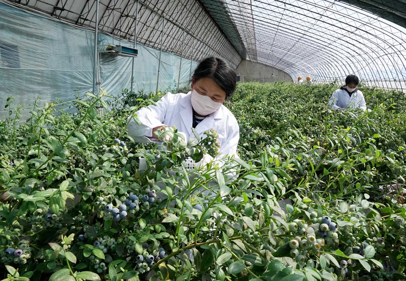 省卢龙县刘田各庄镇一家蓝莓种植合作社的社员在大棚内采摘有机蓝莓