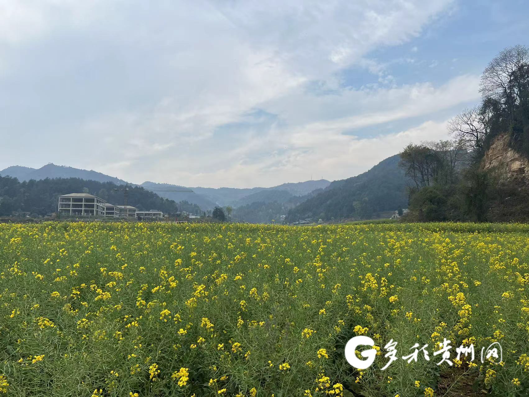 走近幸福村，田野里一望无际的金黄色油菜花绽放在眼前