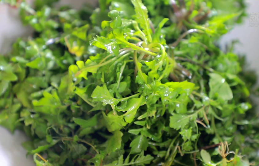 "拥趸"都是江浙等地餐桌上的应季美味香椿,春笋,马兰头,荠菜……春天