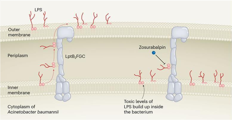 图4. Zosuabalpin抑制耐药性的巴氏不动杆菌的机理，来源：Nature