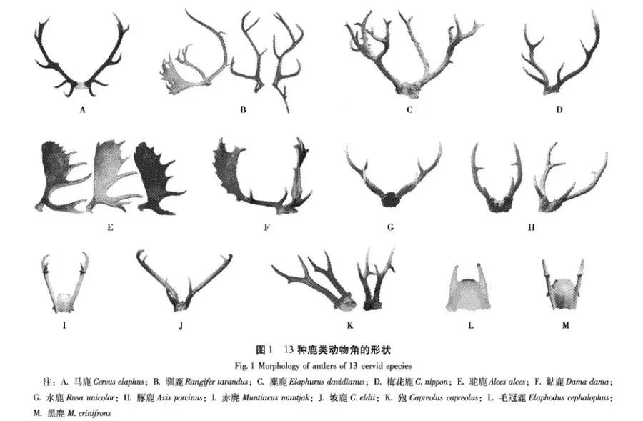 13种鹿类动物角的形状。第一排的C是麋鹿角，D是梅花鹿角。图片来源：上海市林业总站