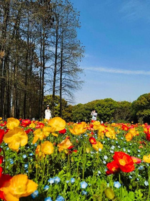 虞美人花海好像打翻了春天的调色盘就在上海这个免费公园