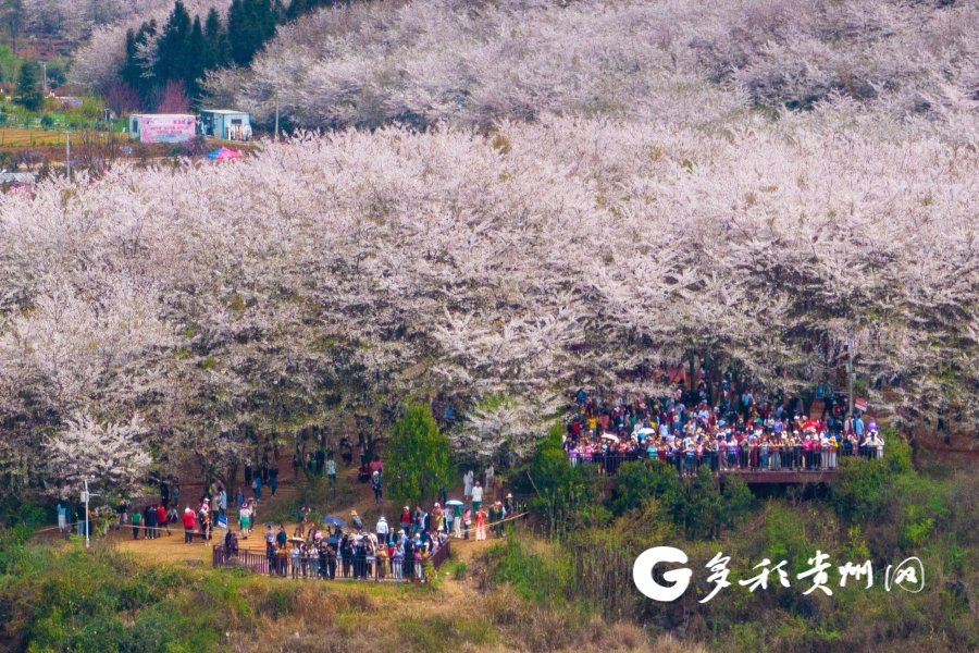 雨后的贵安樱花园游人如织