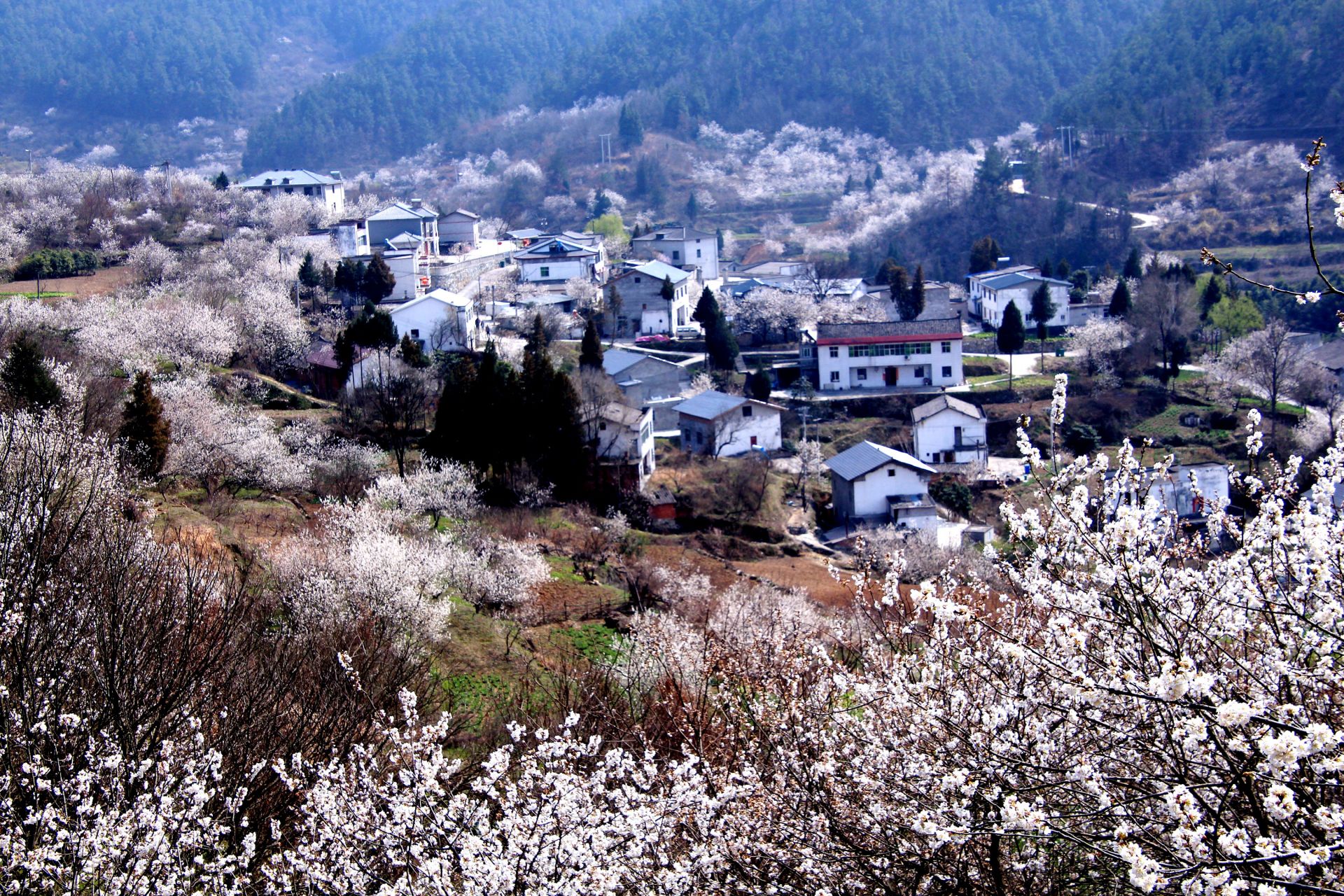 在湖北省十堰市郧阳区茶店镇樱桃沟村，房屋掩映在花海中（3月12日摄）。新华社发（曹忠宏摄）