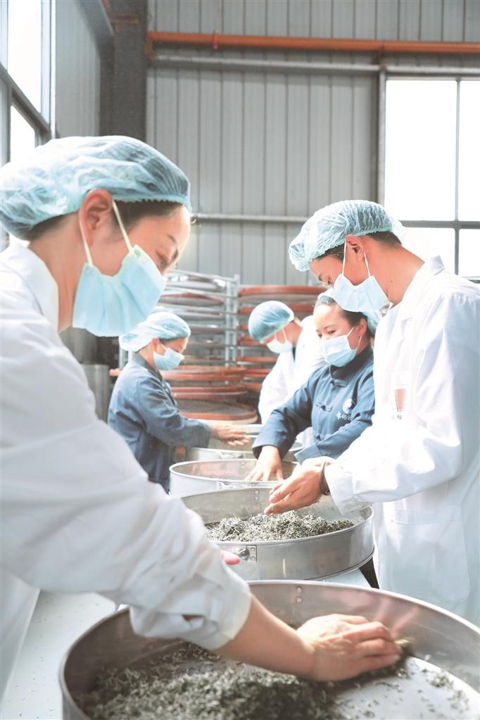 布依福娘产业园茶叶加工厂房内，工人们正在制茶。 贵州日报天眼新闻记者 周睿 摄
