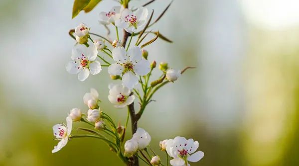库尔勒市天鹅河畔梨花盛开(资料图片).新华社发 黄万里摄